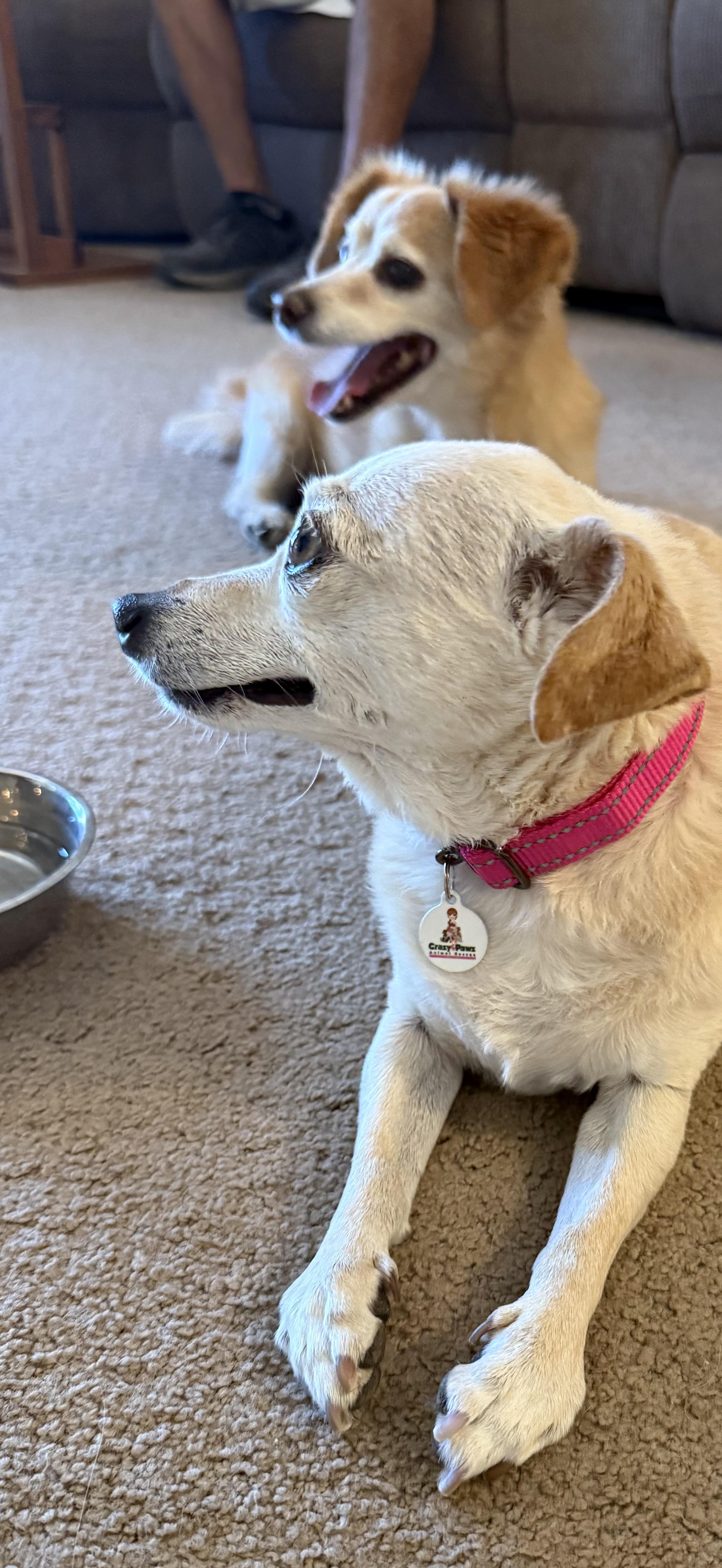 Enlarge Penny, a Adopted Chihuahua in Henderson, NV image 3/3