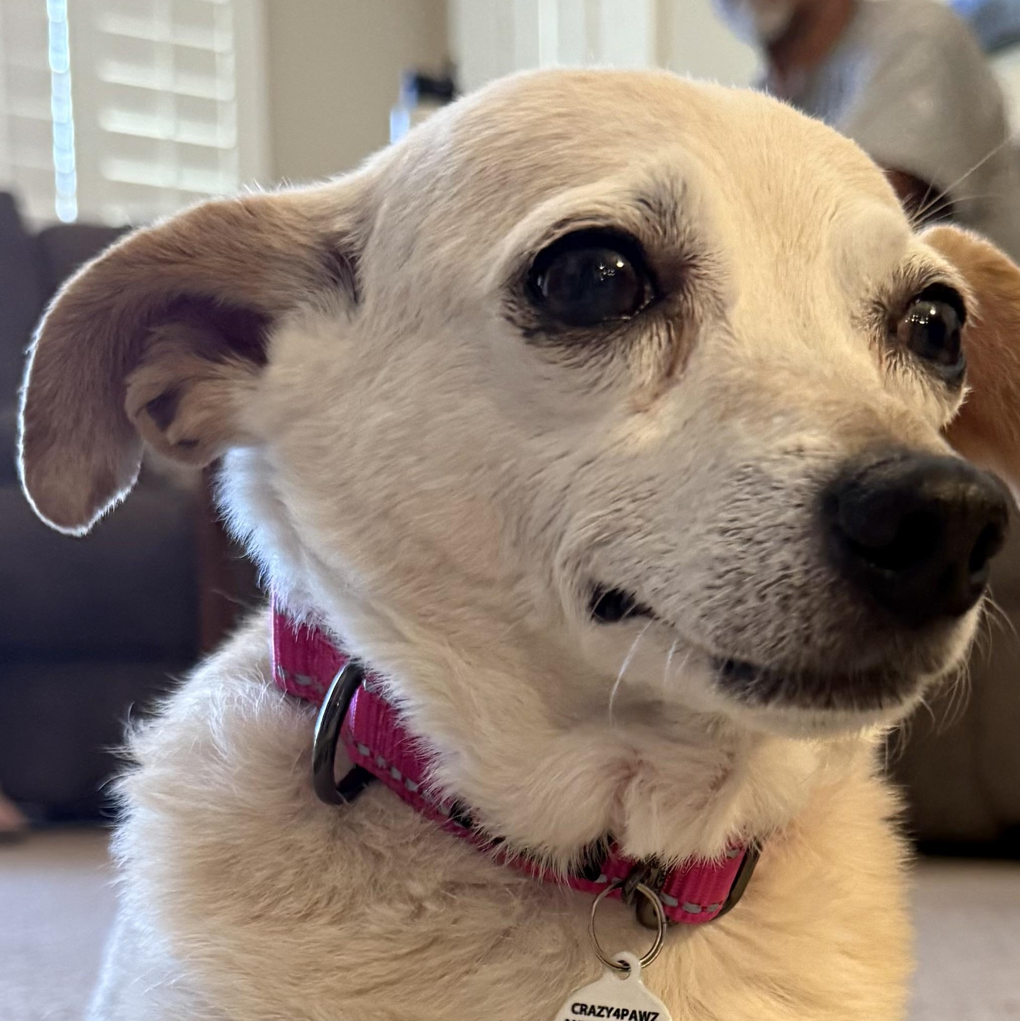 Penny, Adopted, Adult Female Chihuahua.