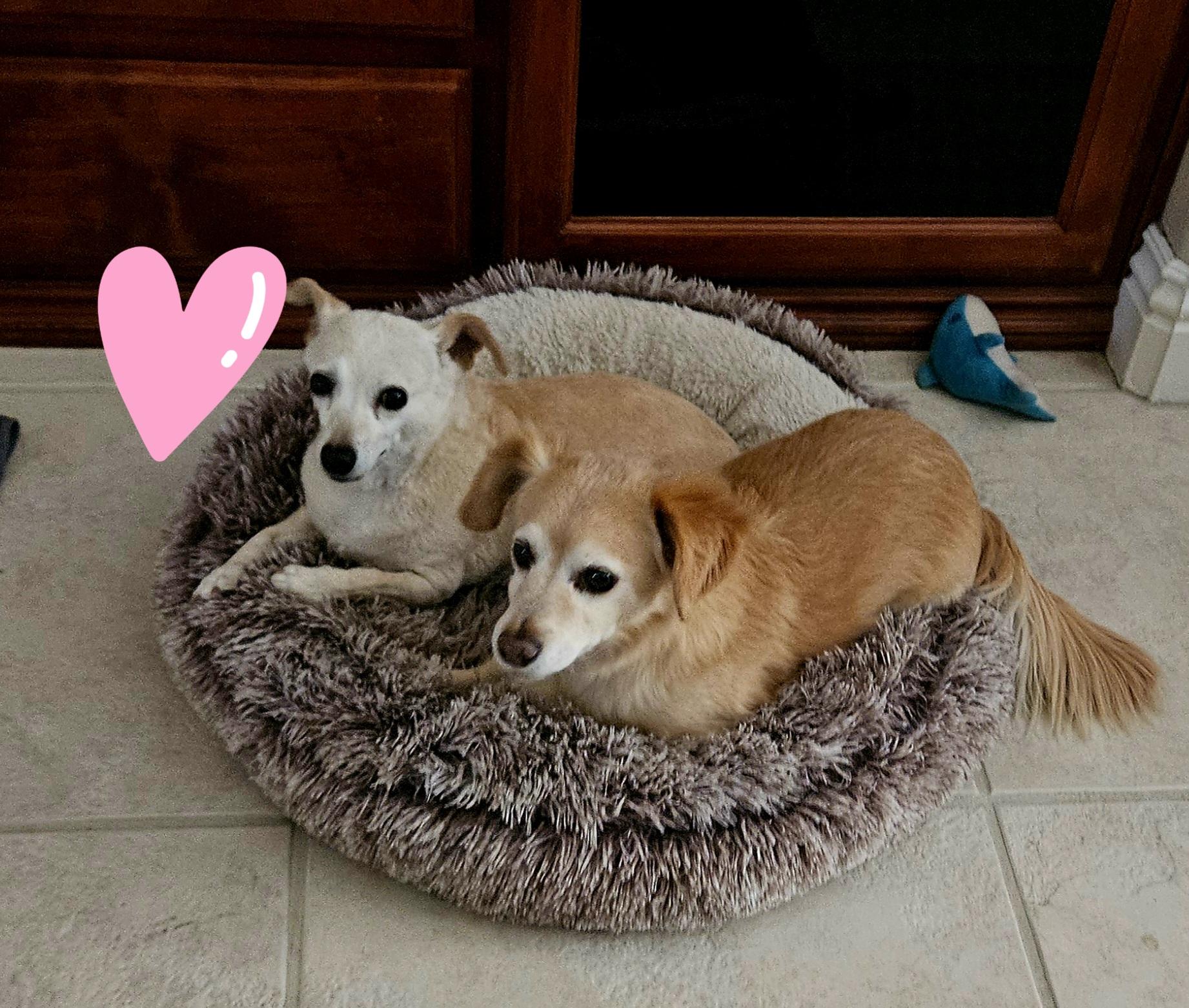 Enlarge Penny, a Adopted Chihuahua in Henderson, NV image 2/3