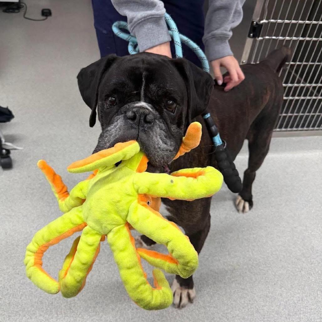 Harvest, Adoptable, Senior Male Boxer.