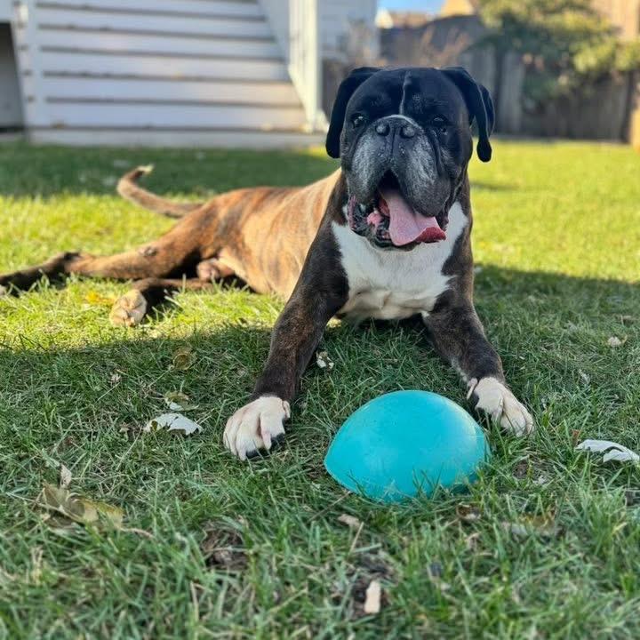 Enlarge Harvest, a Adoptable Boxer in St. Charles, IL image 1/6