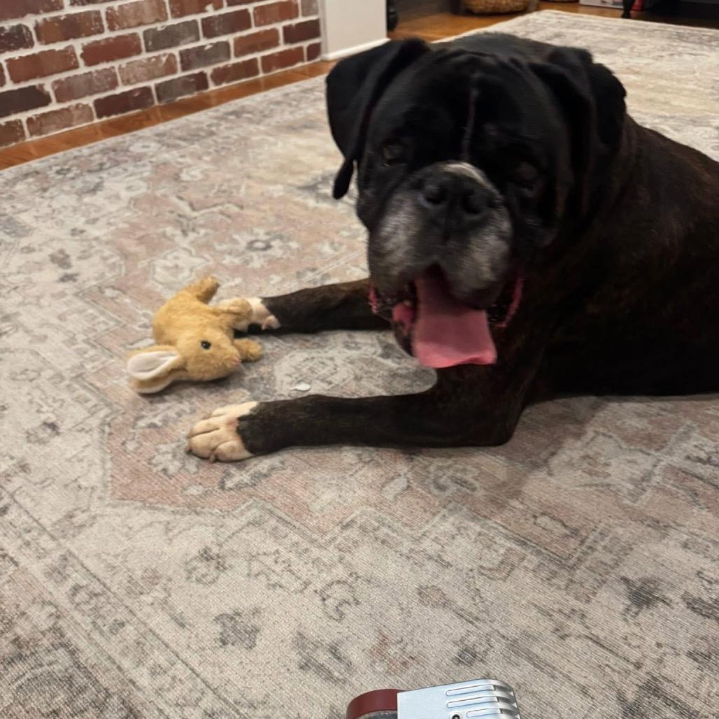 Enlarge Harvest, a Adoptable Boxer in St. Charles, IL image 2/6