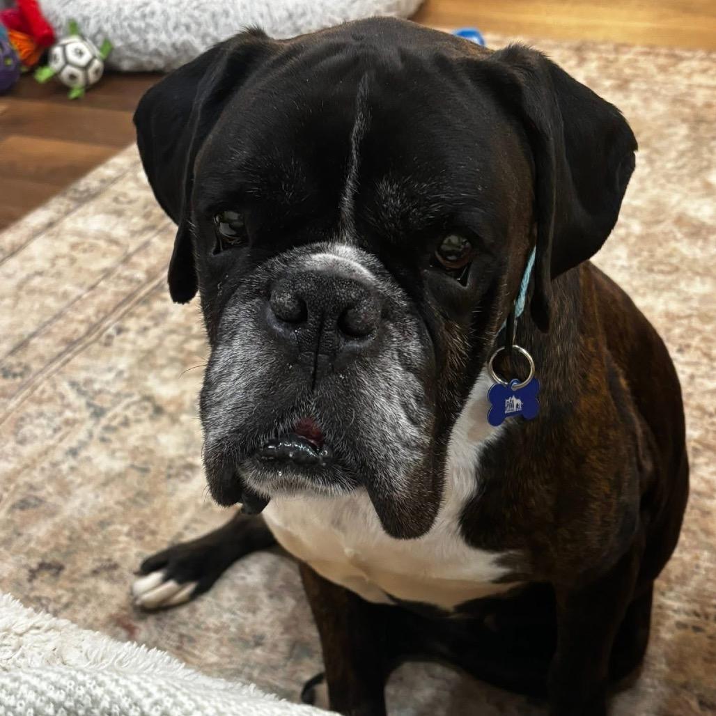 Enlarge Harvest, a Adoptable Boxer in St. Charles, IL image 3/6