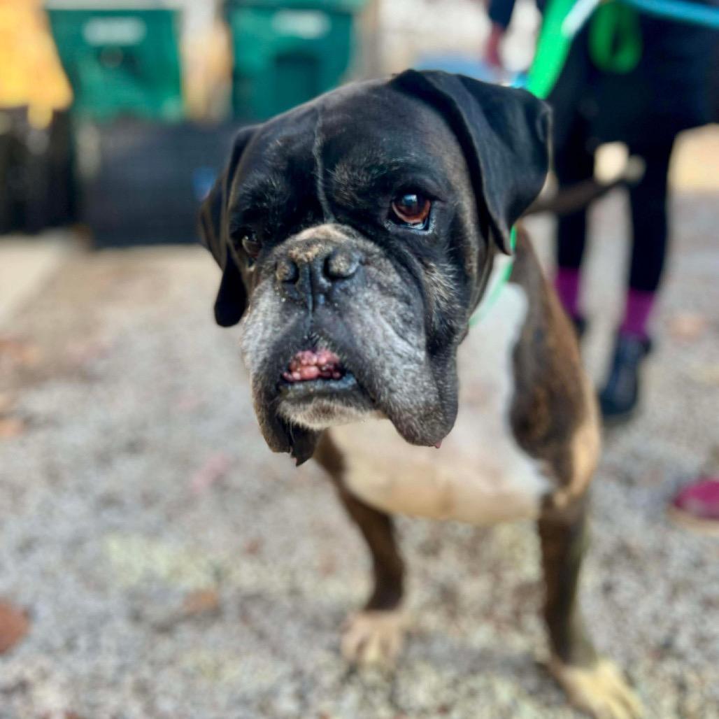 Enlarge Harvest, a Adoptable Boxer in St. Charles, IL image 4/6