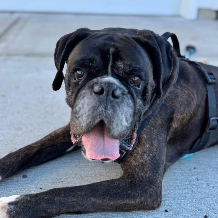 Enlarge Harvest, a Adoptable Boxer in St. Charles, IL image 5/6