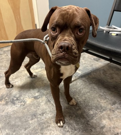Dozer, an adopted Boxer in Missoula, MT_image-1