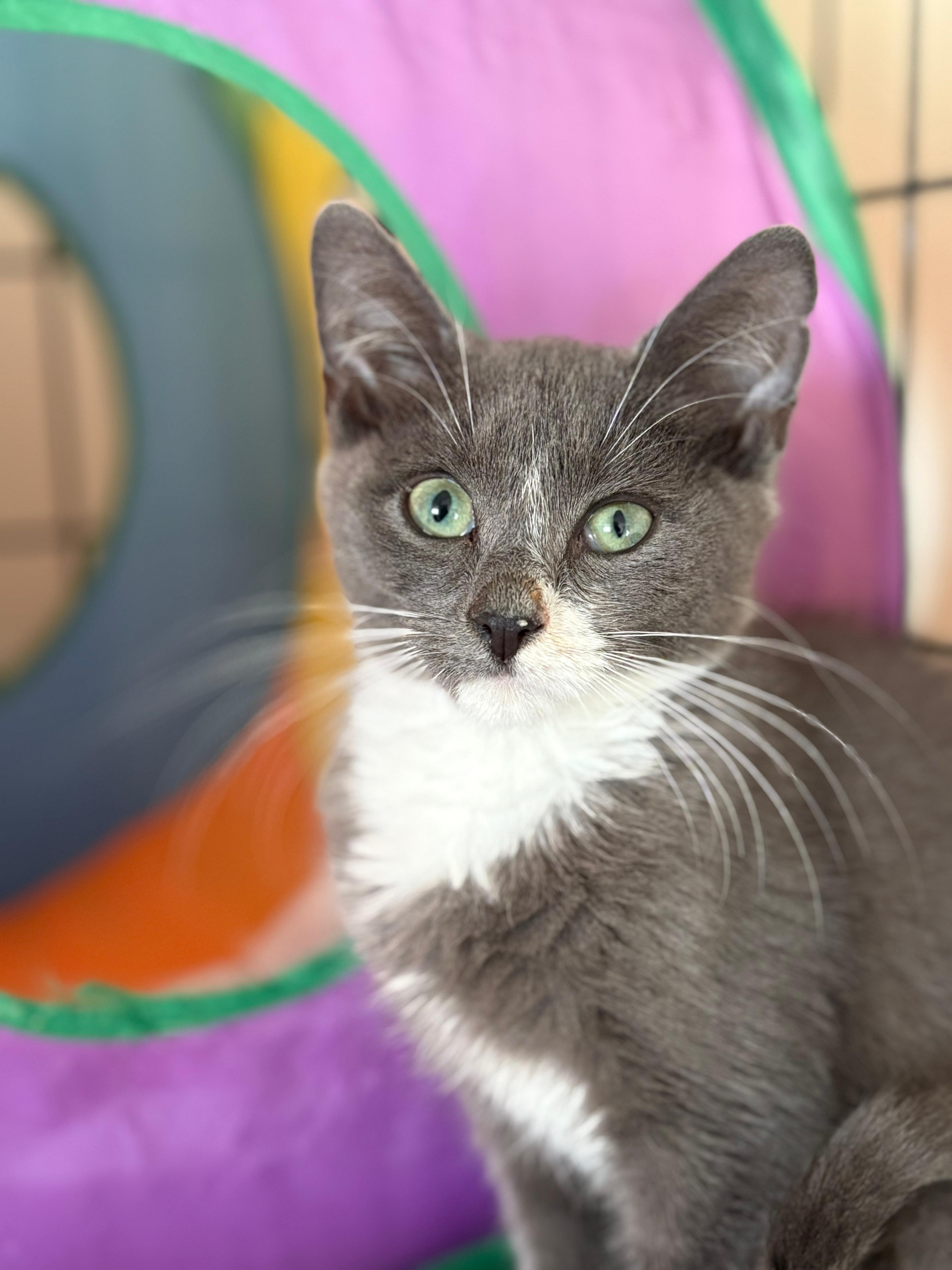 Echo, Adoptable, Kitten Male Domestic Short Hair.