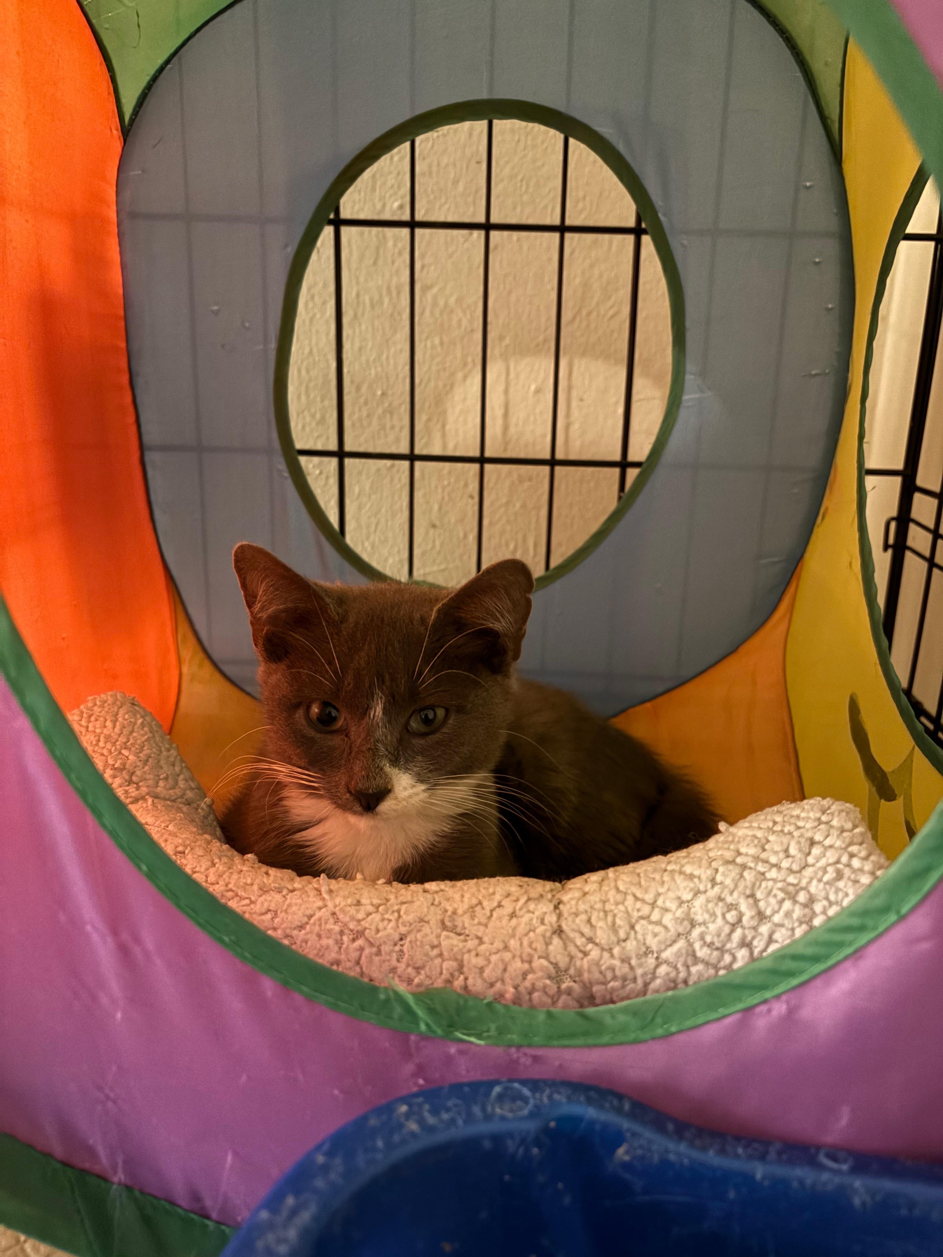 Echo, adopted, Kitten Male Domestic Short Hair.