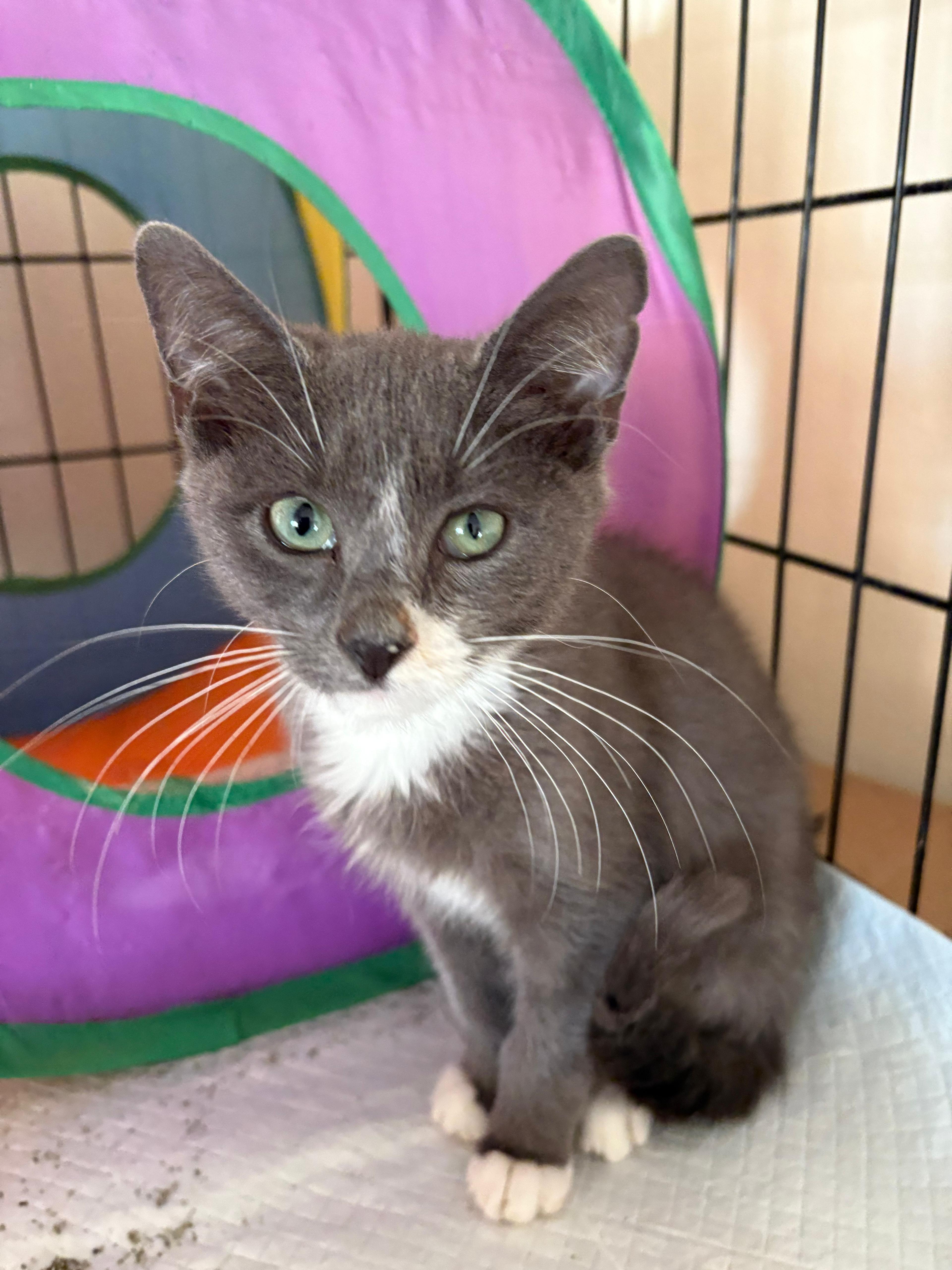 Echo, a Adoptable Domestic Short Hair in Brooklyn, NY image 3/4