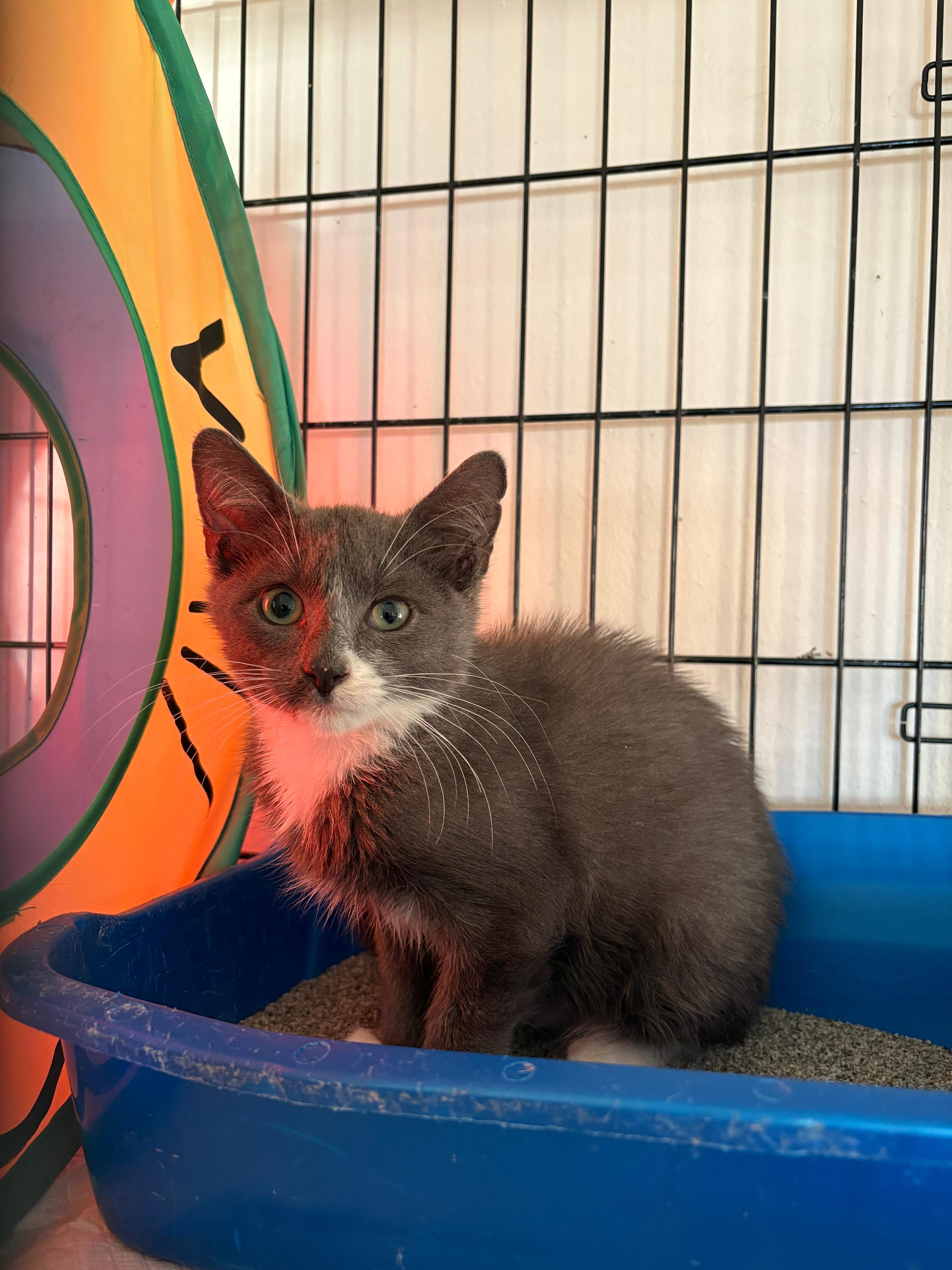 Echo, a Adoptable Domestic Short Hair in Brooklyn, NY image 4/4