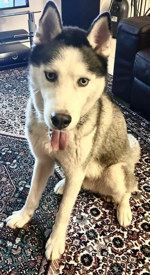 Enlarge Bob, a ADOPTABLE Siberian Husky in Winter Springs, FL image 2/4