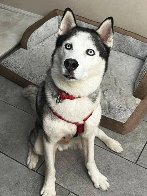 Enlarge Bob, a ADOPTABLE Siberian Husky in Winter Springs, FL image 4/4