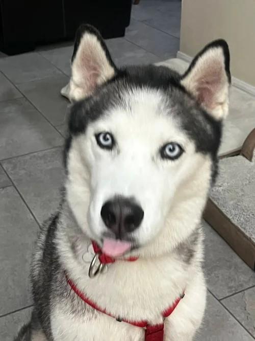 Enlarge Bob, a ADOPTABLE Siberian Husky in Winter Springs, FL image 3/4