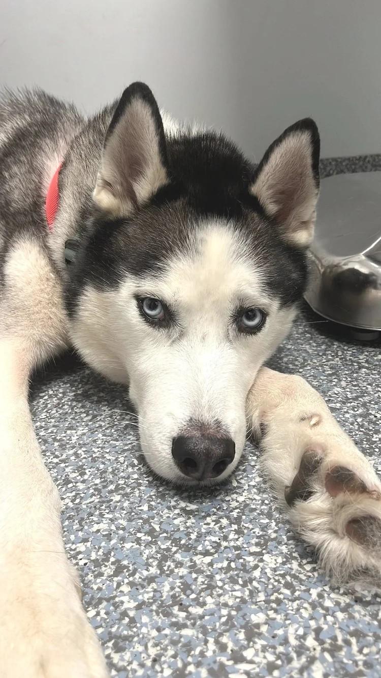 Bob, ADOPTABLE, Young Male Siberian Husky.