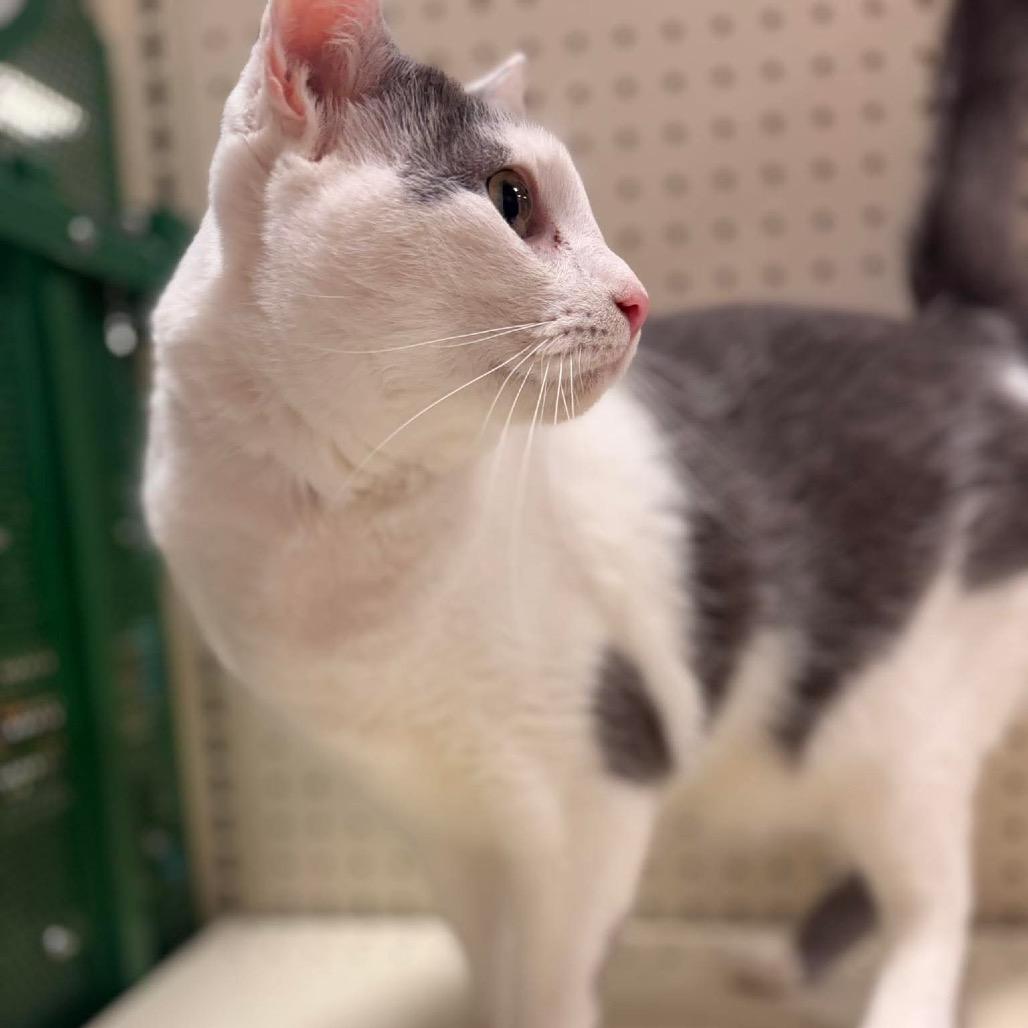 Enlarge Aldi, a Adoptable Domestic Short Hair in Brevard, NC image 2/4