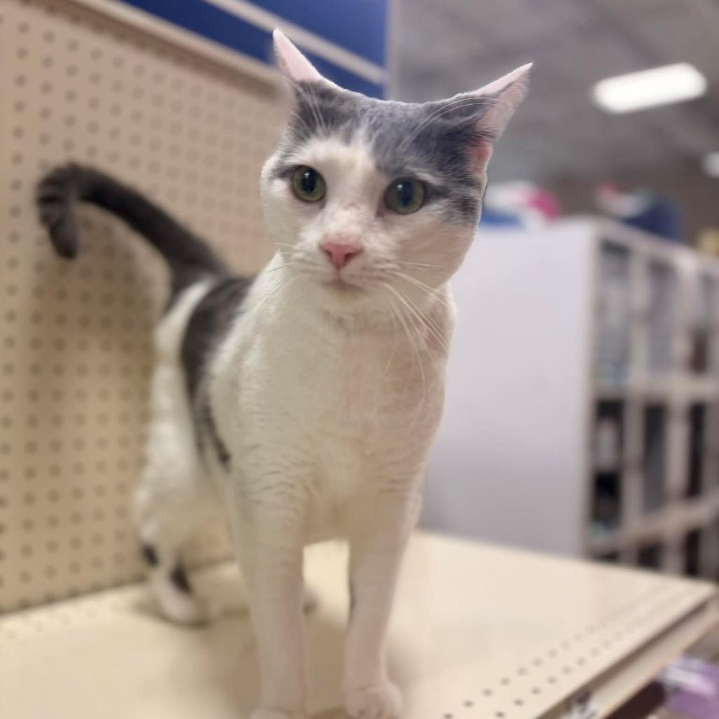 Enlarge Aldi, a Adoptable Domestic Short Hair in Brevard, NC image 3/4