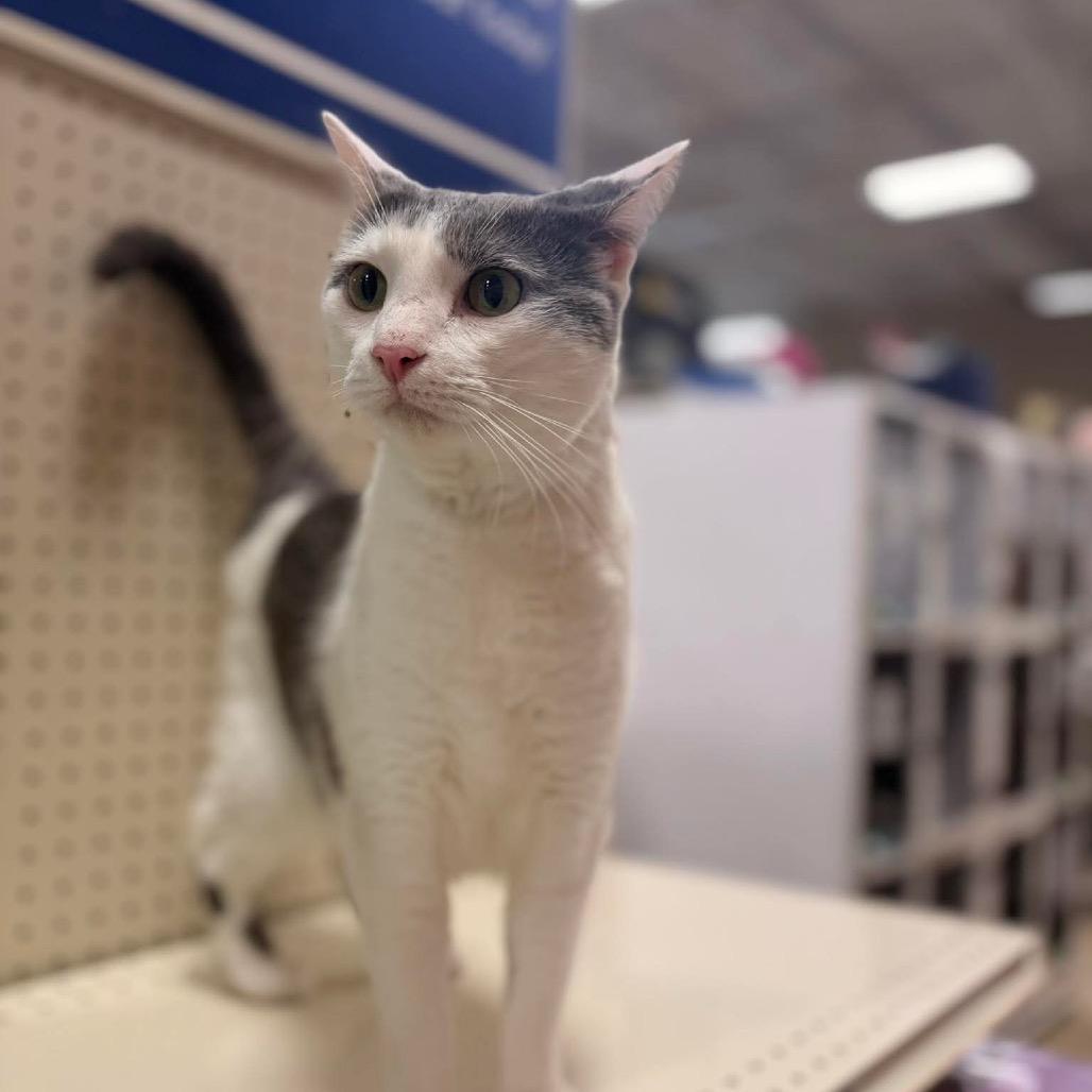 Enlarge Aldi, a Adoptable Domestic Short Hair in Brevard, NC image 4/4