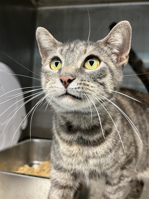 GROVARA, Adoptable, Adult Female Domestic Short Hair.