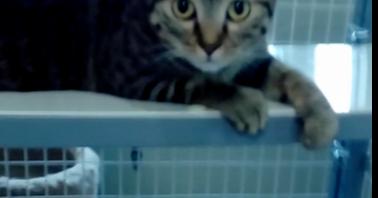 Enlarge Catrina, a Adoptable Domestic Short Hair in Fayetteville, TN image 1/2