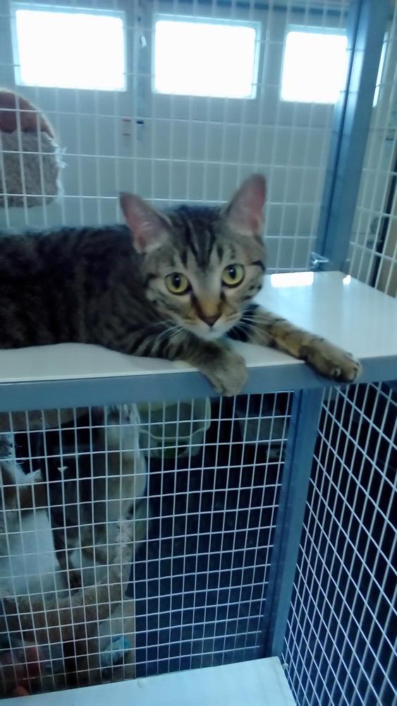 Catrina, Adoptable, Adult Female Domestic Short Hair.