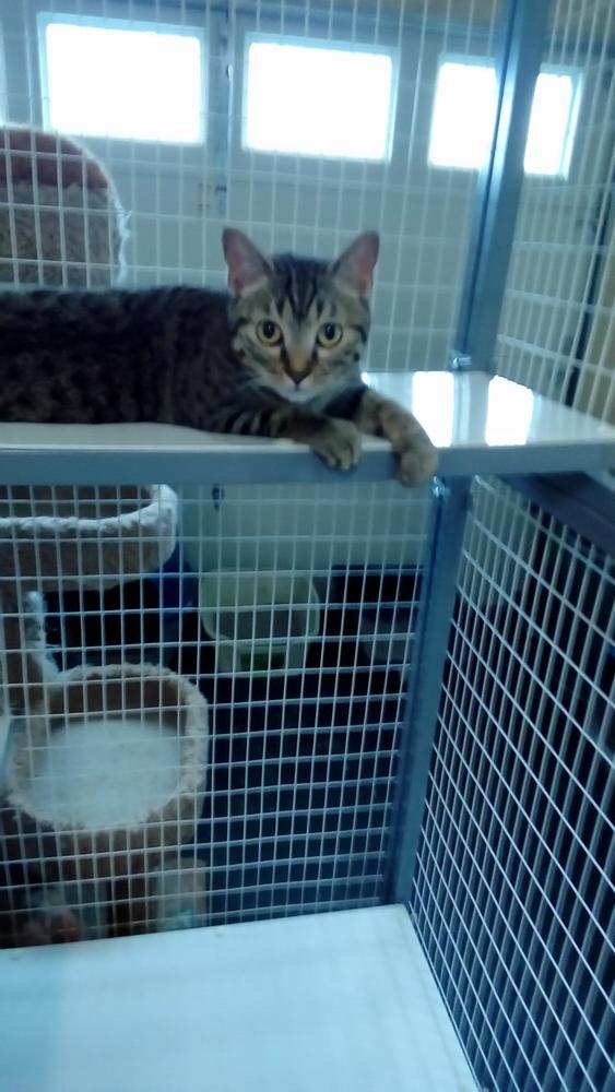 Enlarge Catrina, a Adoptable Domestic Short Hair in Fayetteville, TN image 2/3