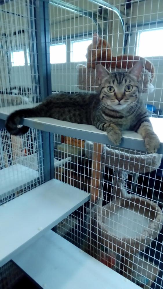 Enlarge Catrina, a Adoptable Domestic Short Hair in Fayetteville, TN image 3/3