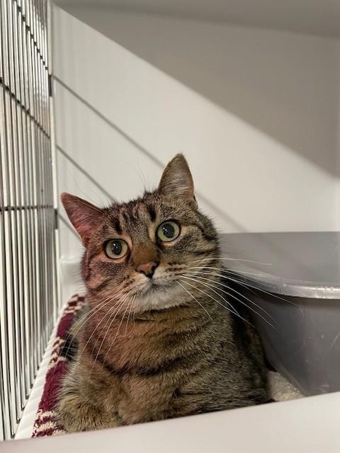 Enlarge Freya, a ADOPTABLE Domestic Short Hair in Hayward, WI image 1/1