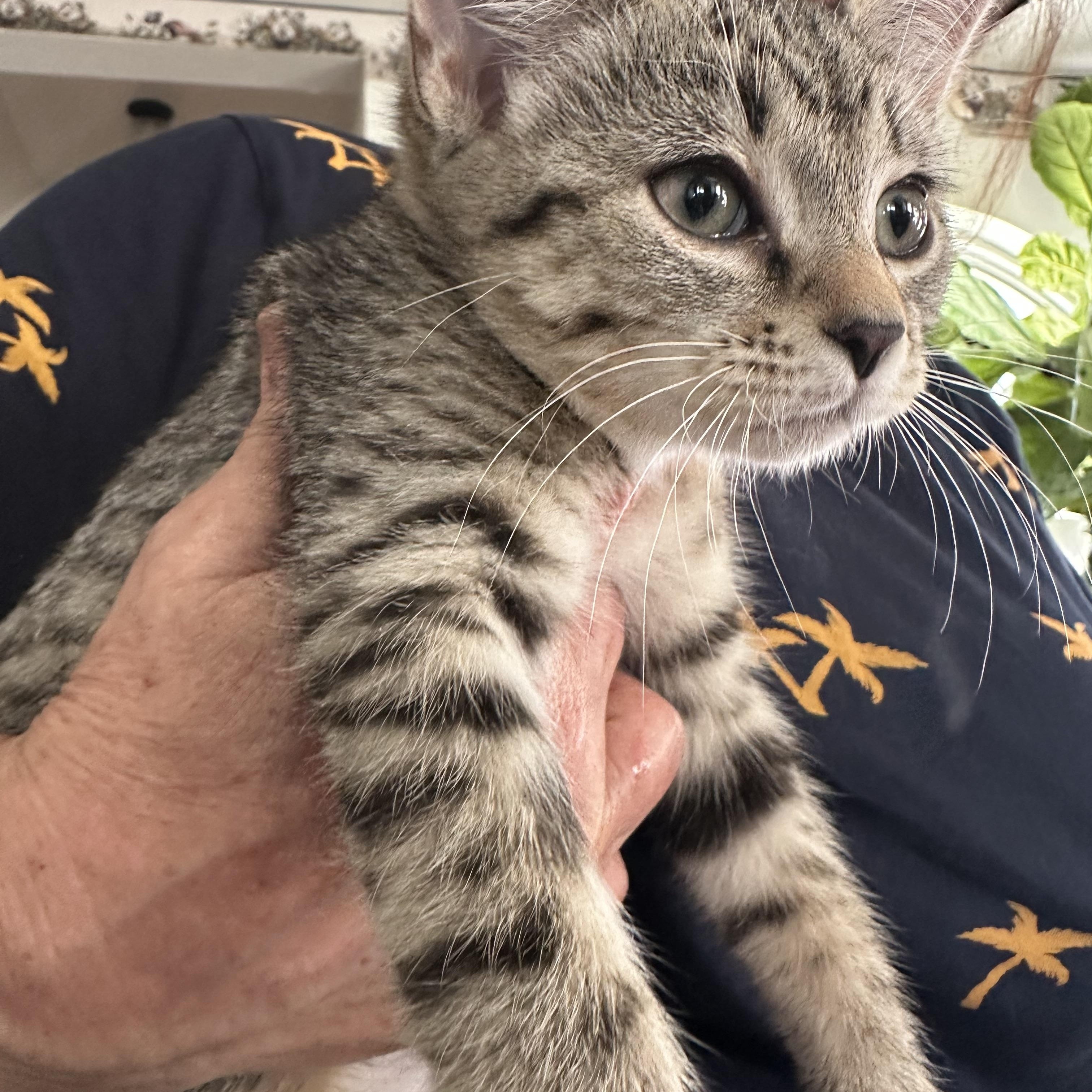 Enlarge Olive, an adopted Domestic Short Hair in Warren, OH image 2/2