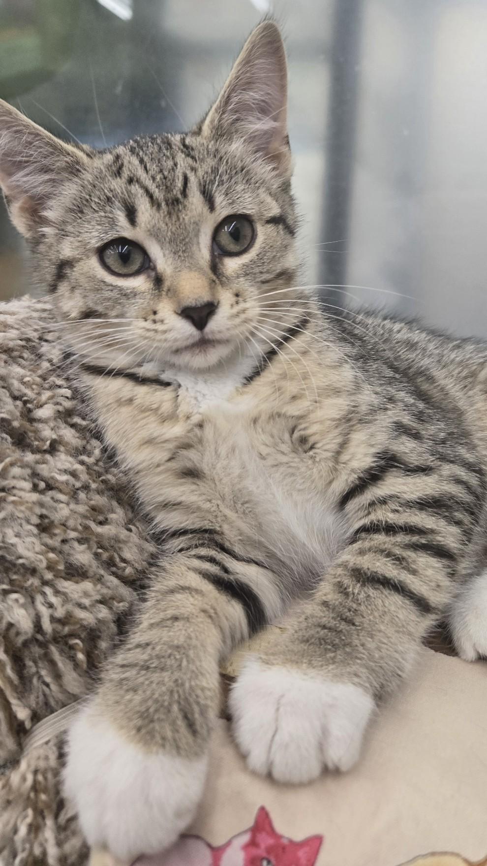 Olive, adopted, Kitten Female Domestic Short Hair.