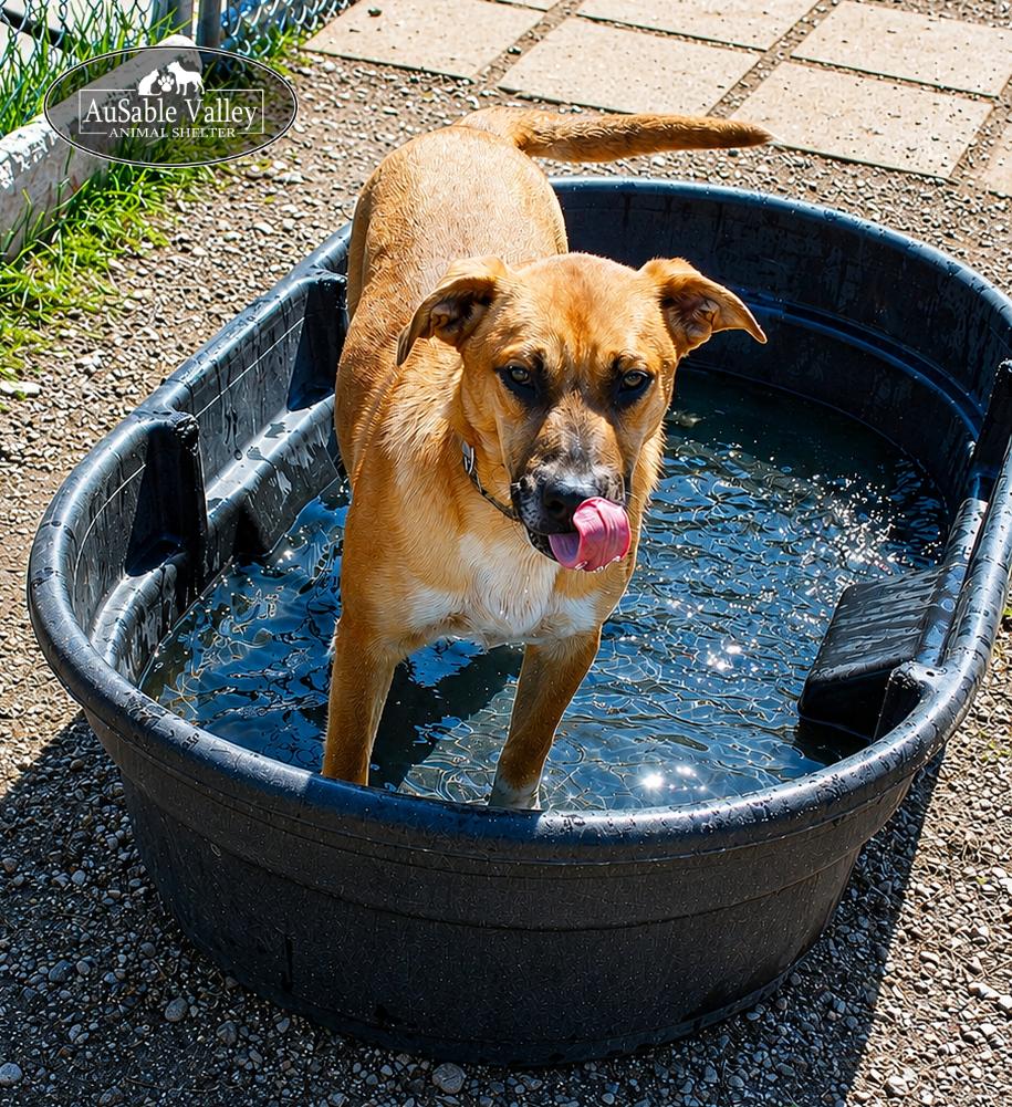 Jaws, a ADOPTABLE Mixed Breed in Grayling, MI image 4/6