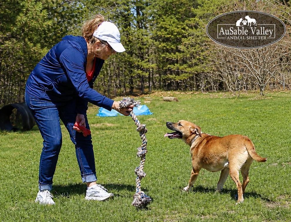 Jaws, a ADOPTABLE Mixed Breed in Grayling, MI image 5/6