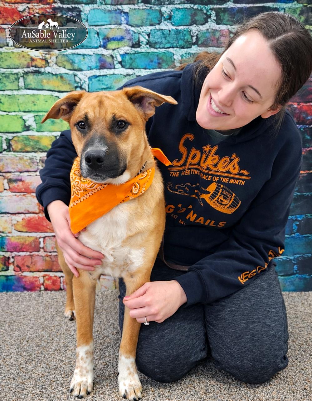 Enlarge Jaws, a ADOPTABLE Mixed Breed in Grayling, MI image 3/6