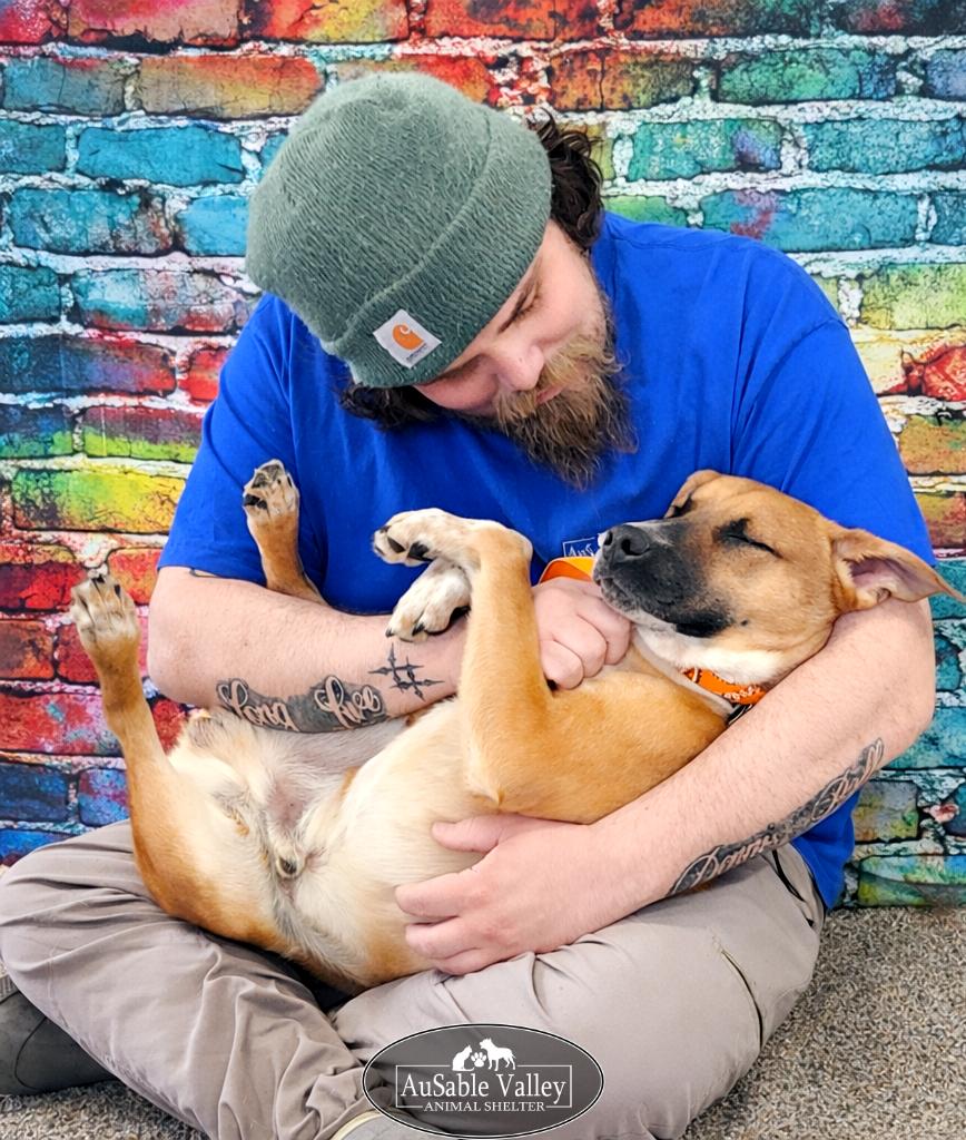 Enlarge Jaws, a ADOPTABLE Mixed Breed in Grayling, MI image 5/6