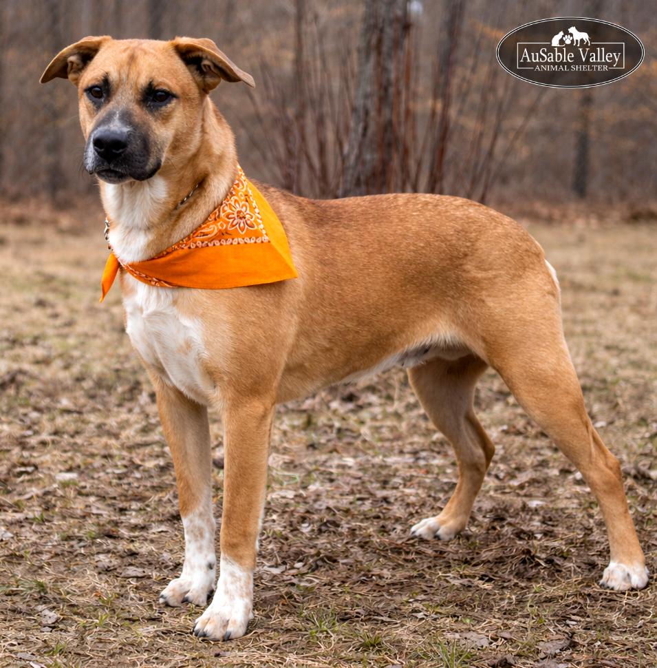 Enlarge Jaws, a ADOPTABLE Mixed Breed in Grayling, MI image 1/6