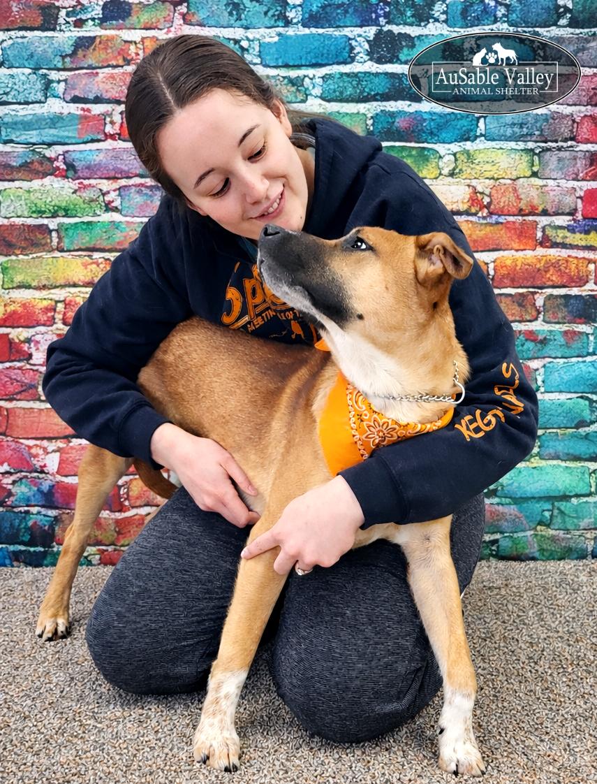 Enlarge Jaws, a ADOPTABLE Mixed Breed in Grayling, MI image 6/6