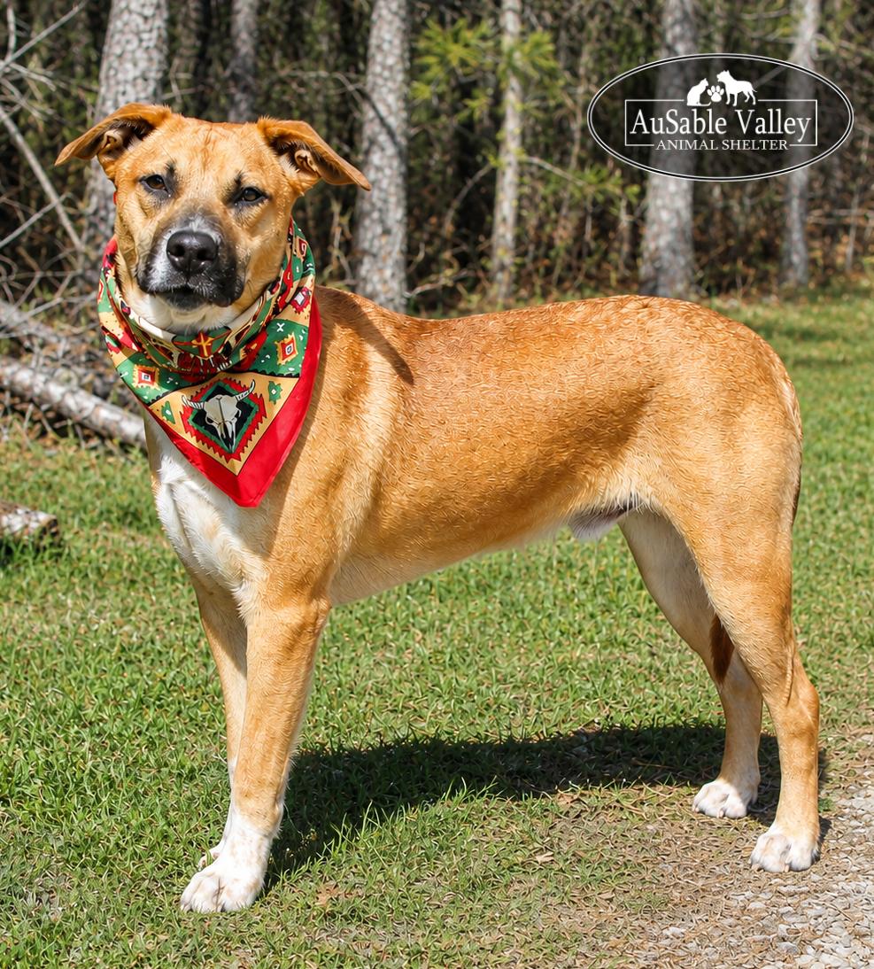 Jaws, ADOPTABLE, Young Male Mixed Breed.