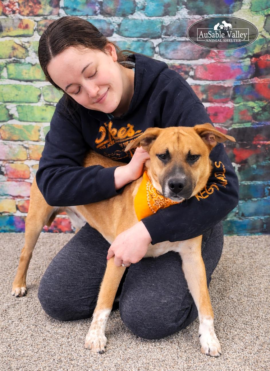 Enlarge Jaws, a ADOPTABLE Mixed Breed in Grayling, MI image 2/6