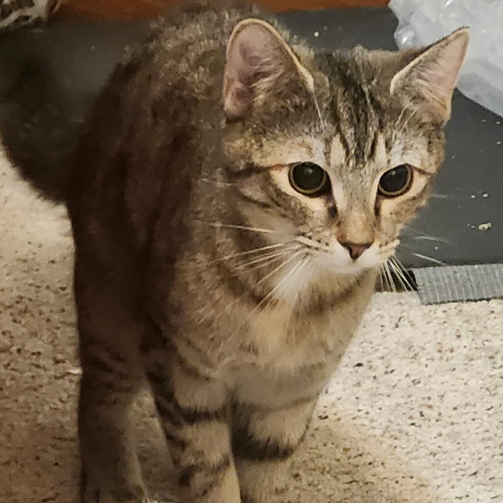 Enlarge Evie, a Adoptable Domestic Short Hair in Charlottesville, VA image 1/2