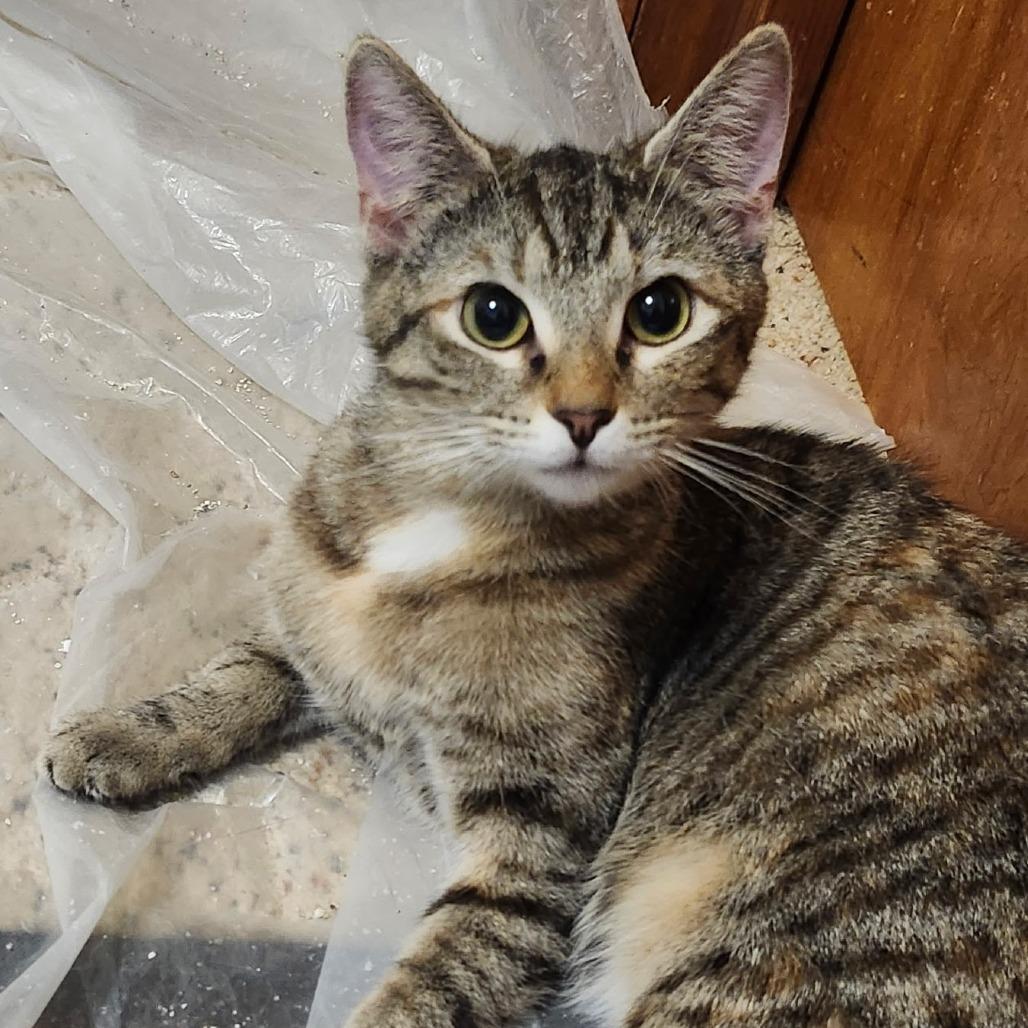 Enlarge Evie, a Adoptable Domestic Short Hair in Charlottesville, VA image 2/2