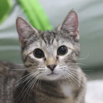 Enlarge Evie, a Adoptable Domestic Short Hair in Charlottesville, VA image 3/4