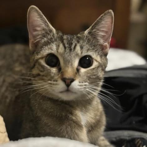 Enlarge Evie, a Adoptable Domestic Short Hair in Charlottesville, VA image 4/4