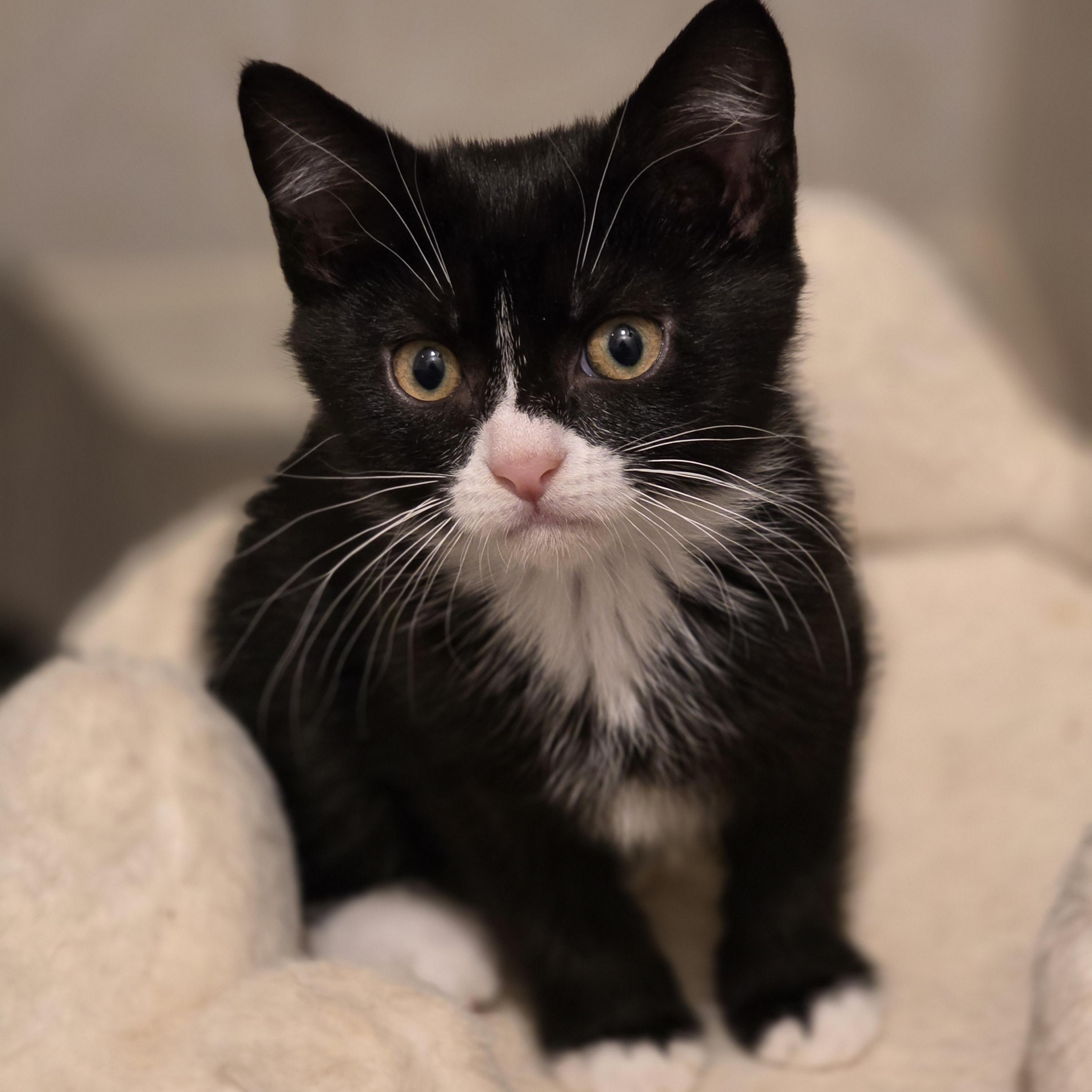 Gemma, adoptable, Kitten Female Tuxedo & Domestic Short Hair.