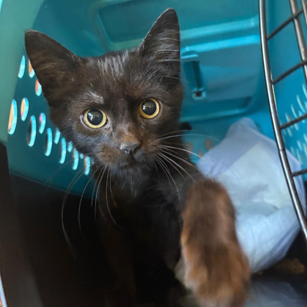 Stromboli thumbnail 2