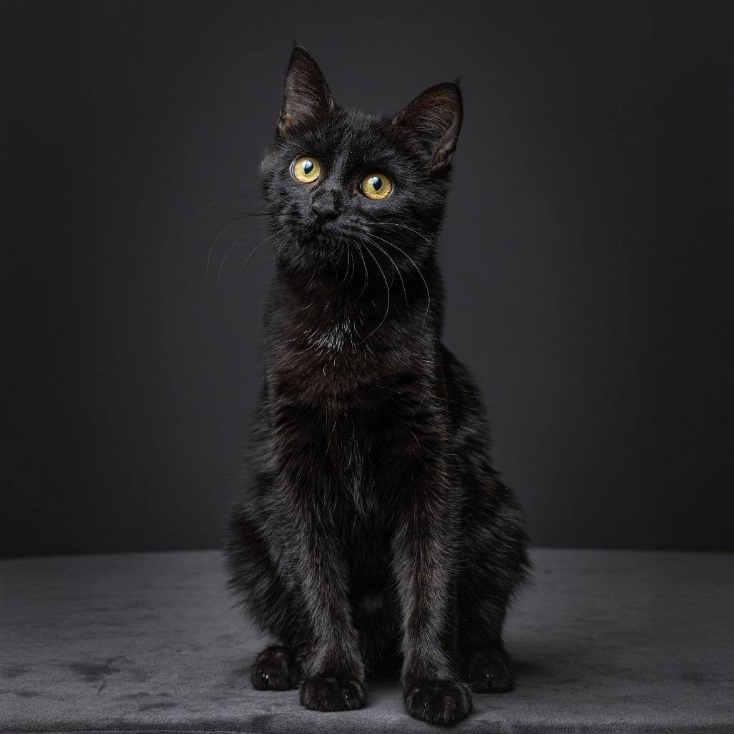 Stromboli, a Adoptable Domestic Short Hair in Columbia, MO image 2/2