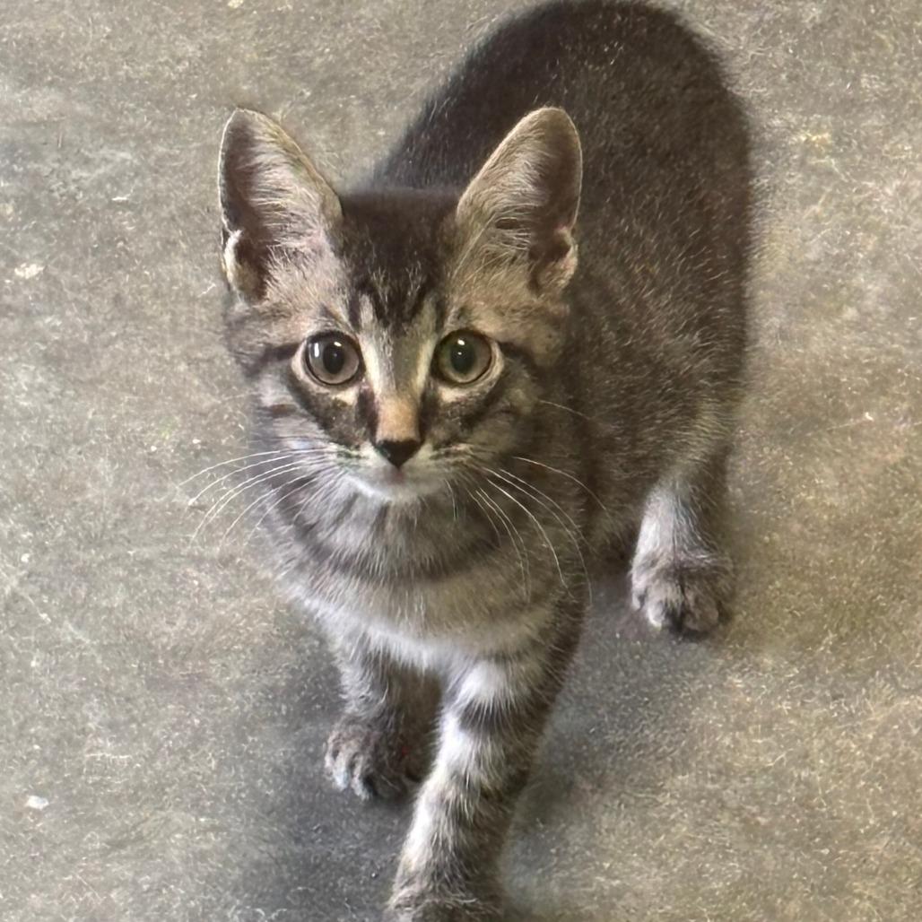 Romeo, Adoptable, Kitten Male Domestic Short Hair.