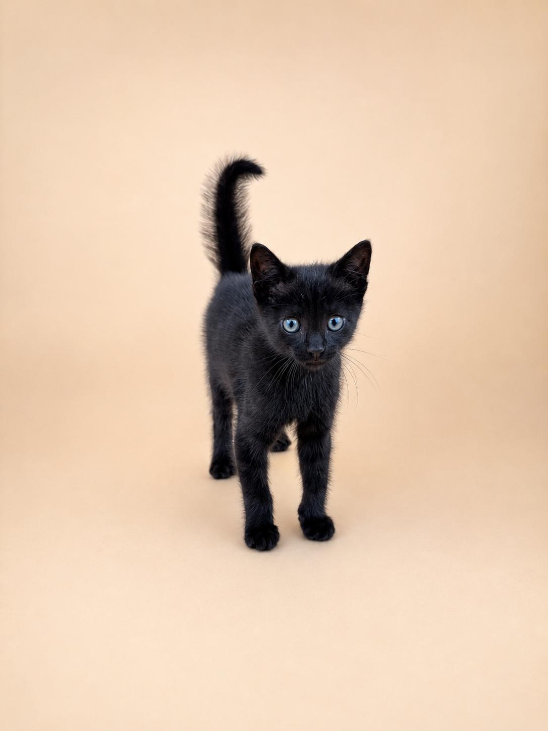 Chester, adopted, Kitten Male Domestic Short Hair.