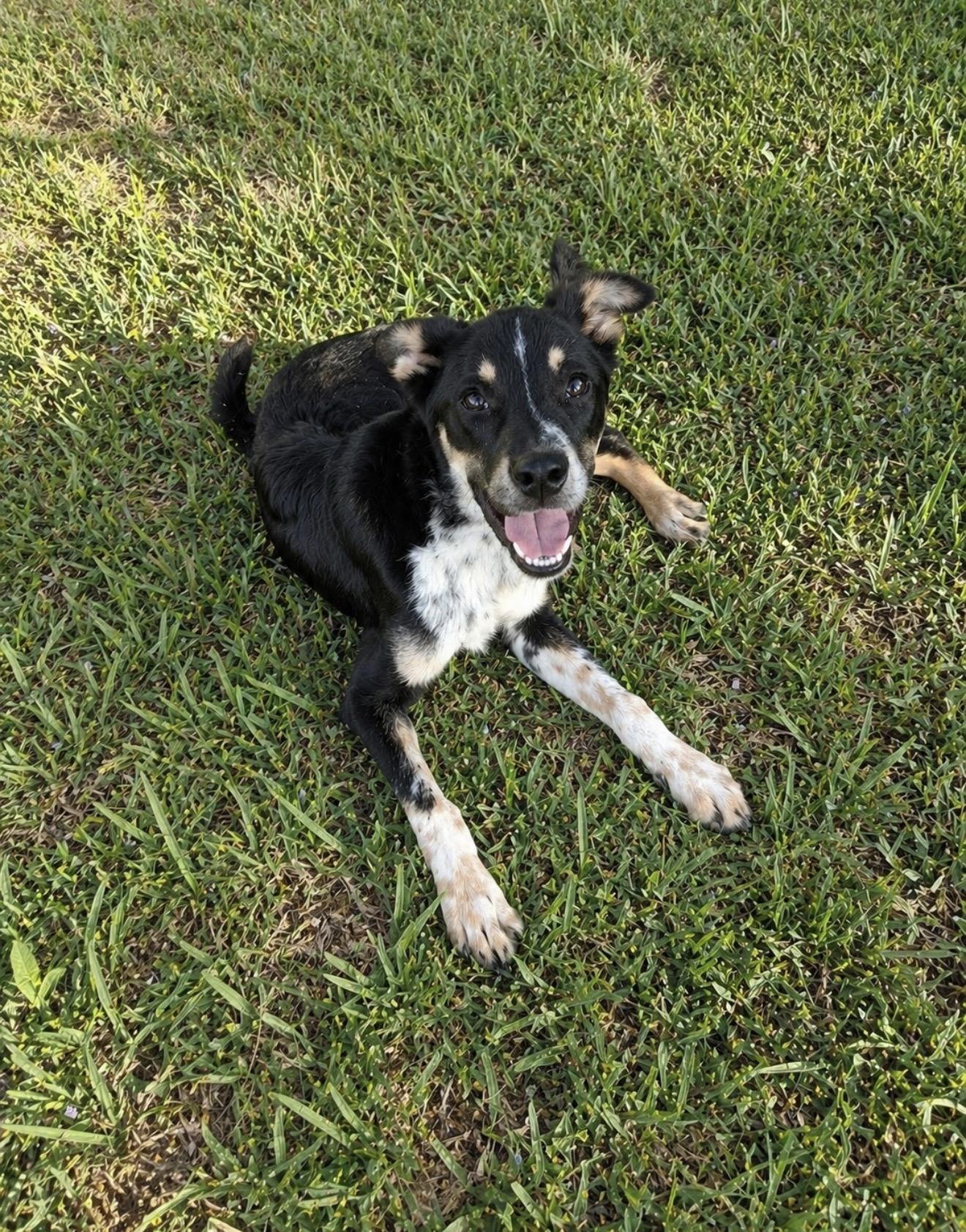 Enlarge Buster, a ADOPTABLE Mixed Breed in Spring, TX image 1/1