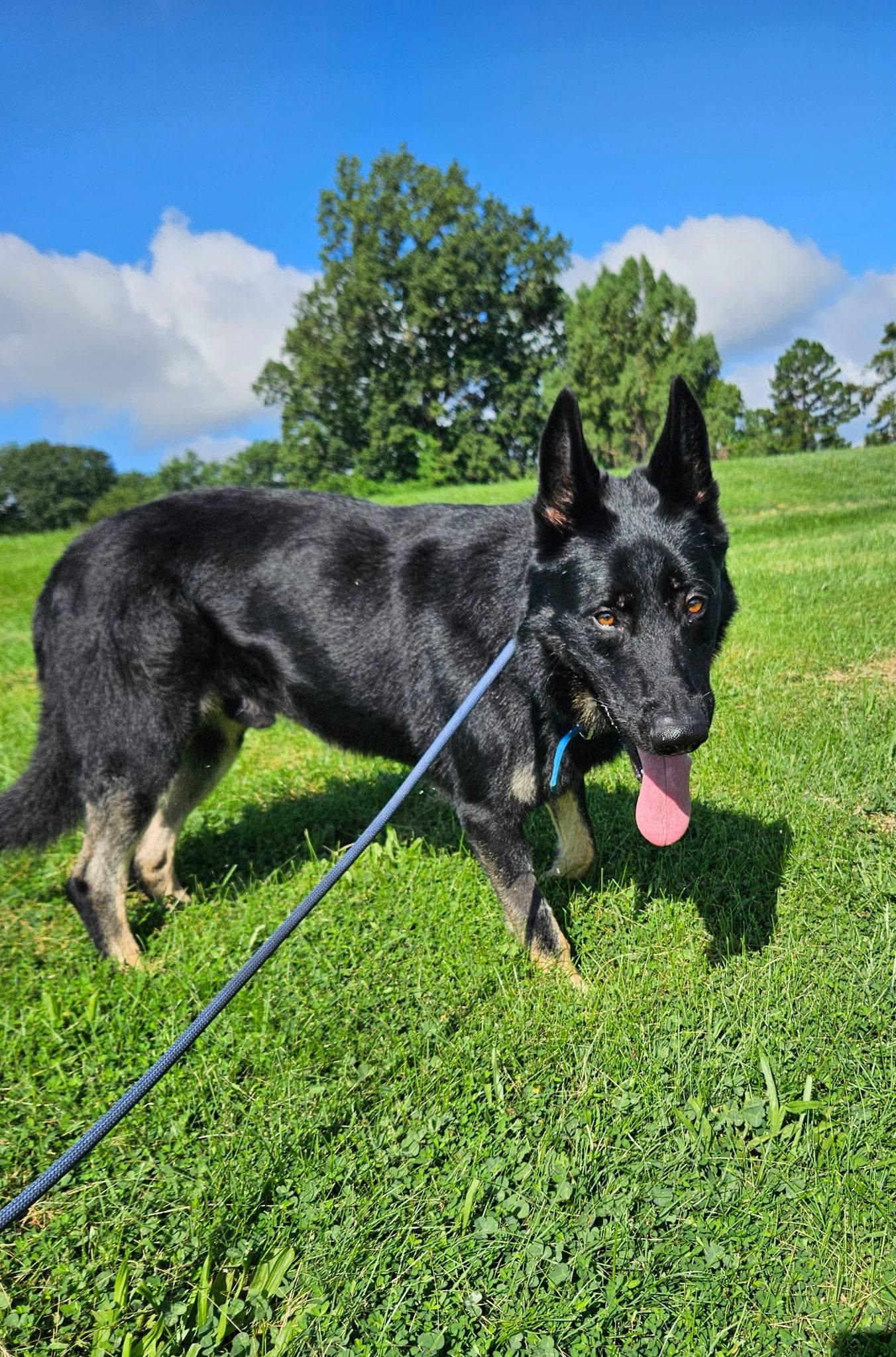 Enlarge Bo, an adoptable German Shepherd Dog in Chesterfield, MO image 6/6