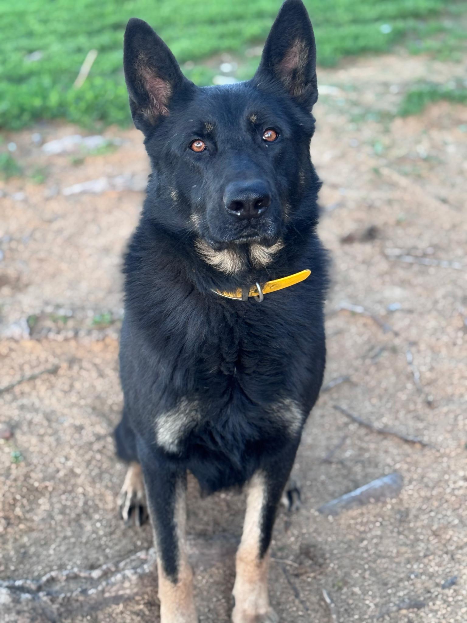 Bo, a Adoptable German Shepherd Dog in Chesterfield, MO image 2/3