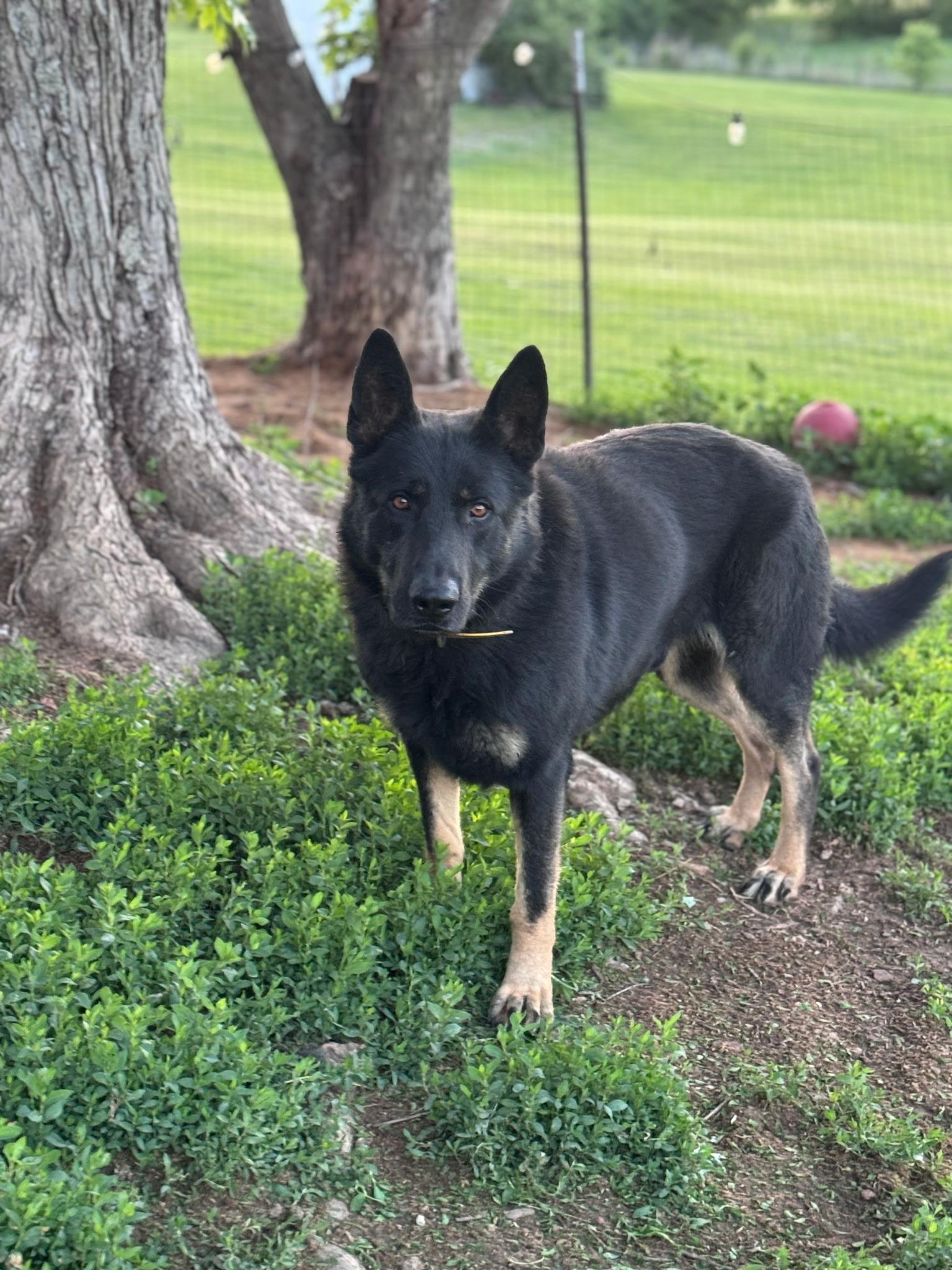 Bo, a Adoptable German Shepherd Dog in Chesterfield, MO image 1/3